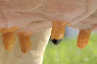 Golden Mix; Voor een zeer sterke desinfectie en een perfecte speenconditie!