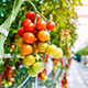 Oplossingen in de Glastuinbouw | Tomaten